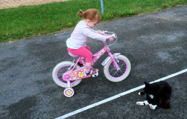 Look out cat! 